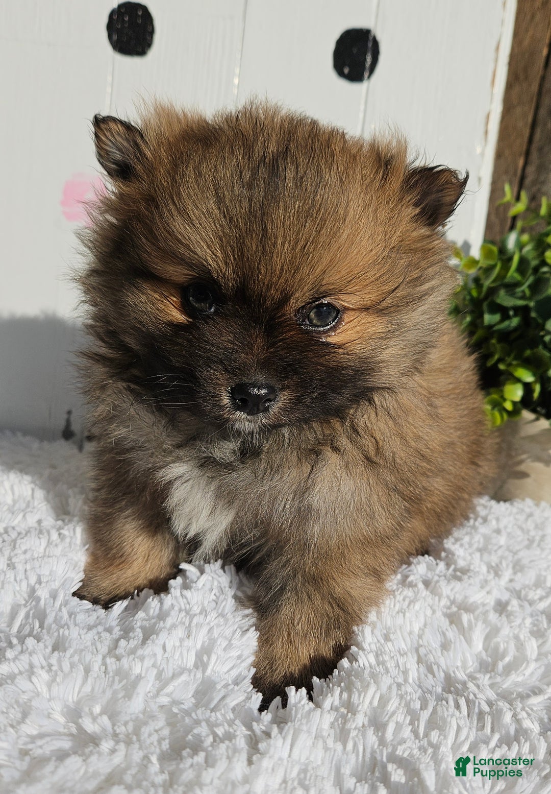 Pomeranian dogs for sale: Tommy - Ad 1