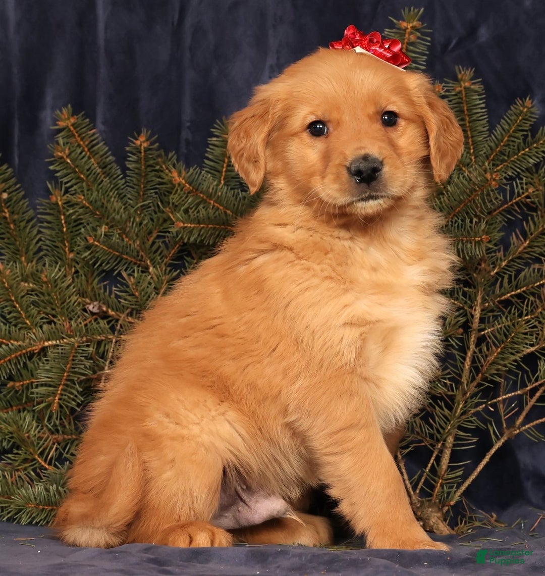 Golden Retriever dogs for sale: Dash - Ad 2