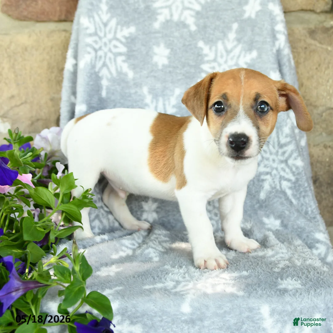 Jack Russell Terrier dogs for sale: Jace - Ad 3