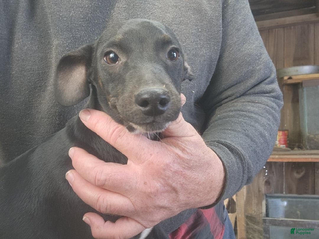 Miniature Pinscher dogs for sale: Riley - Ad 5