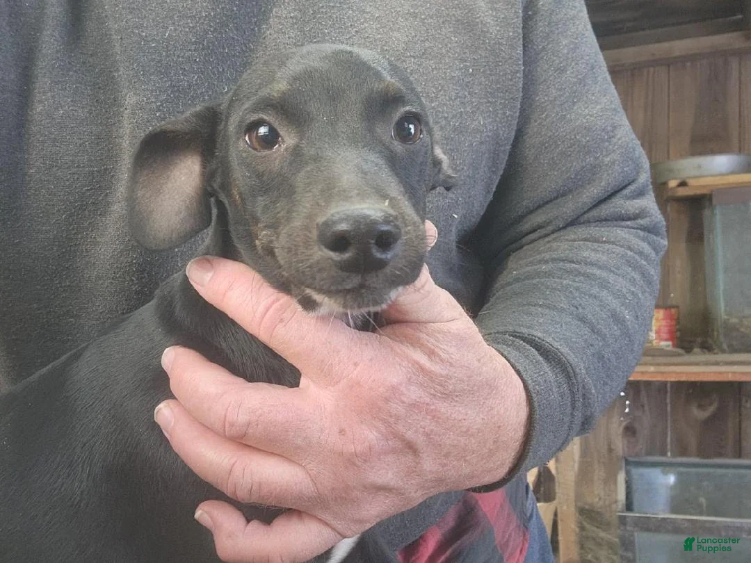 Miniature Pinscher dogs for sale: Riley - Ad 5