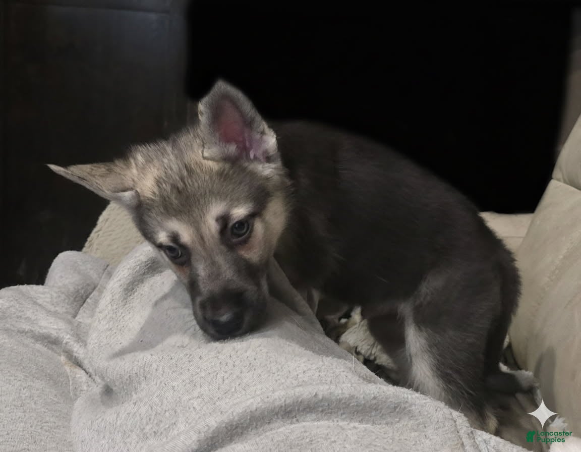 Gerberian Shepsky dogs Beast  - Ad 14