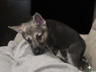 Gerberian Shepsky dogs Beast - Ad 14