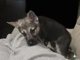 Gerberian Shepsky dogs Beast - Ad 12