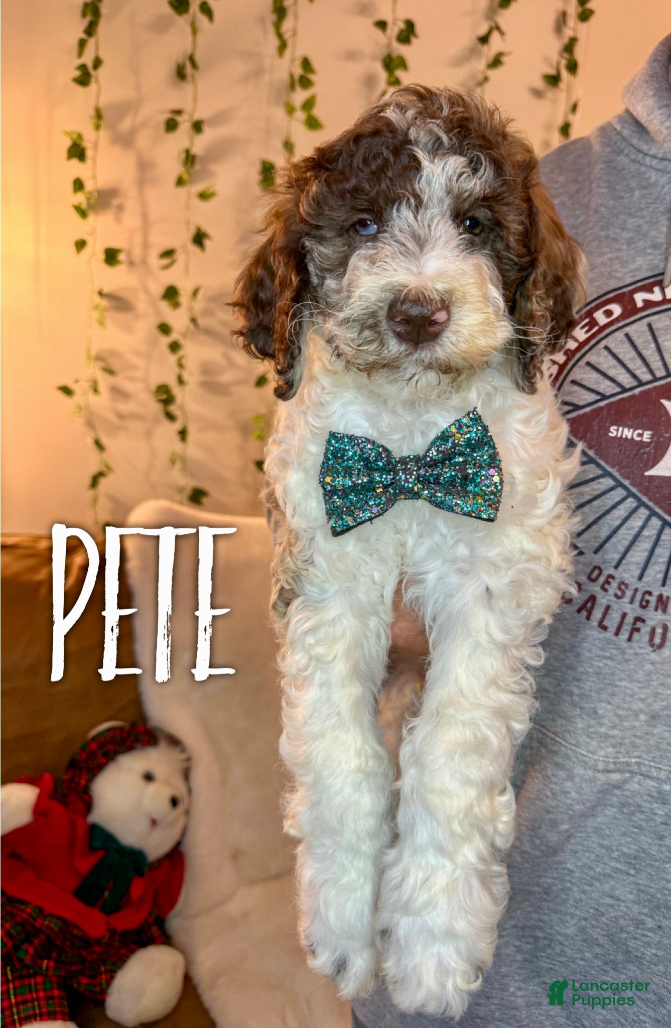 Mixed Breed dogs Pete - Ad 42