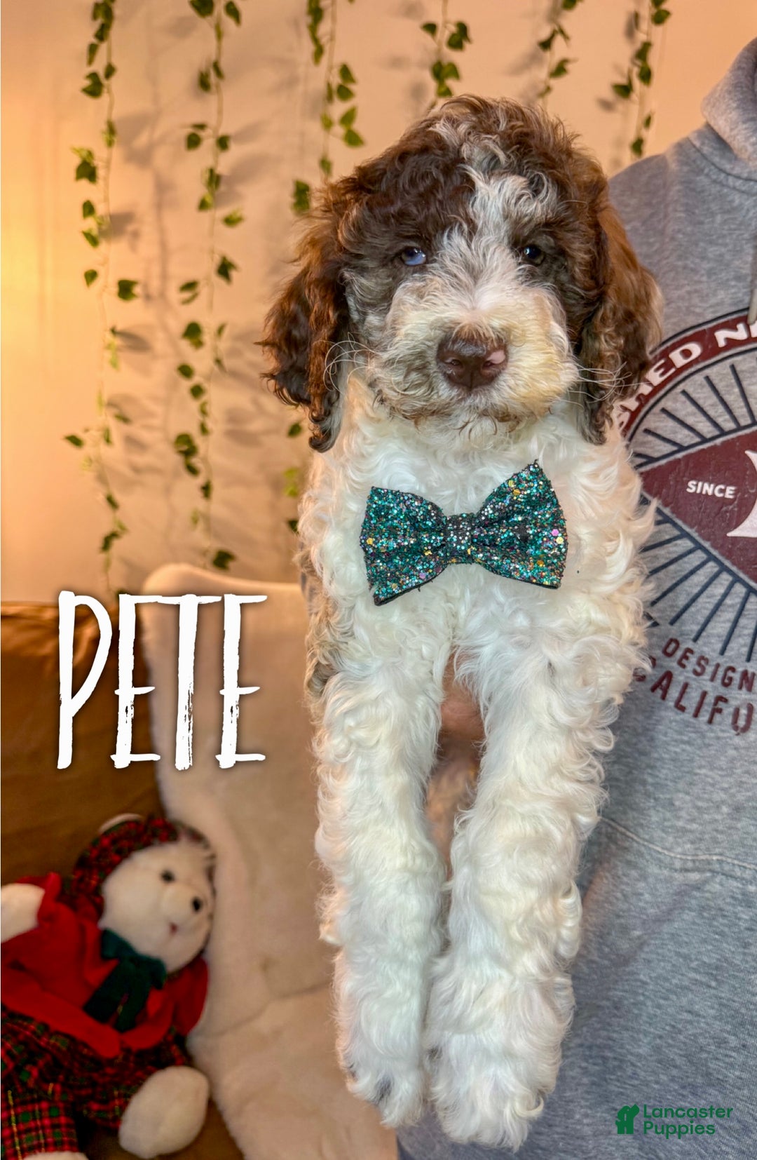 Mixed Breed dogs for sale: Pete - Ad 2