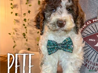 Mixed Breed dogs Pete - Ad 42