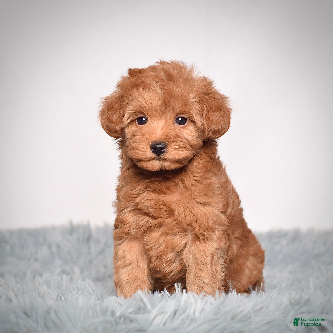 Mini Goldendoodle dogs for sale: Ms. Roxi - Ad 2