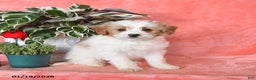 Mini Aussiedoodle dogs for sale: Clementine - Ad 2