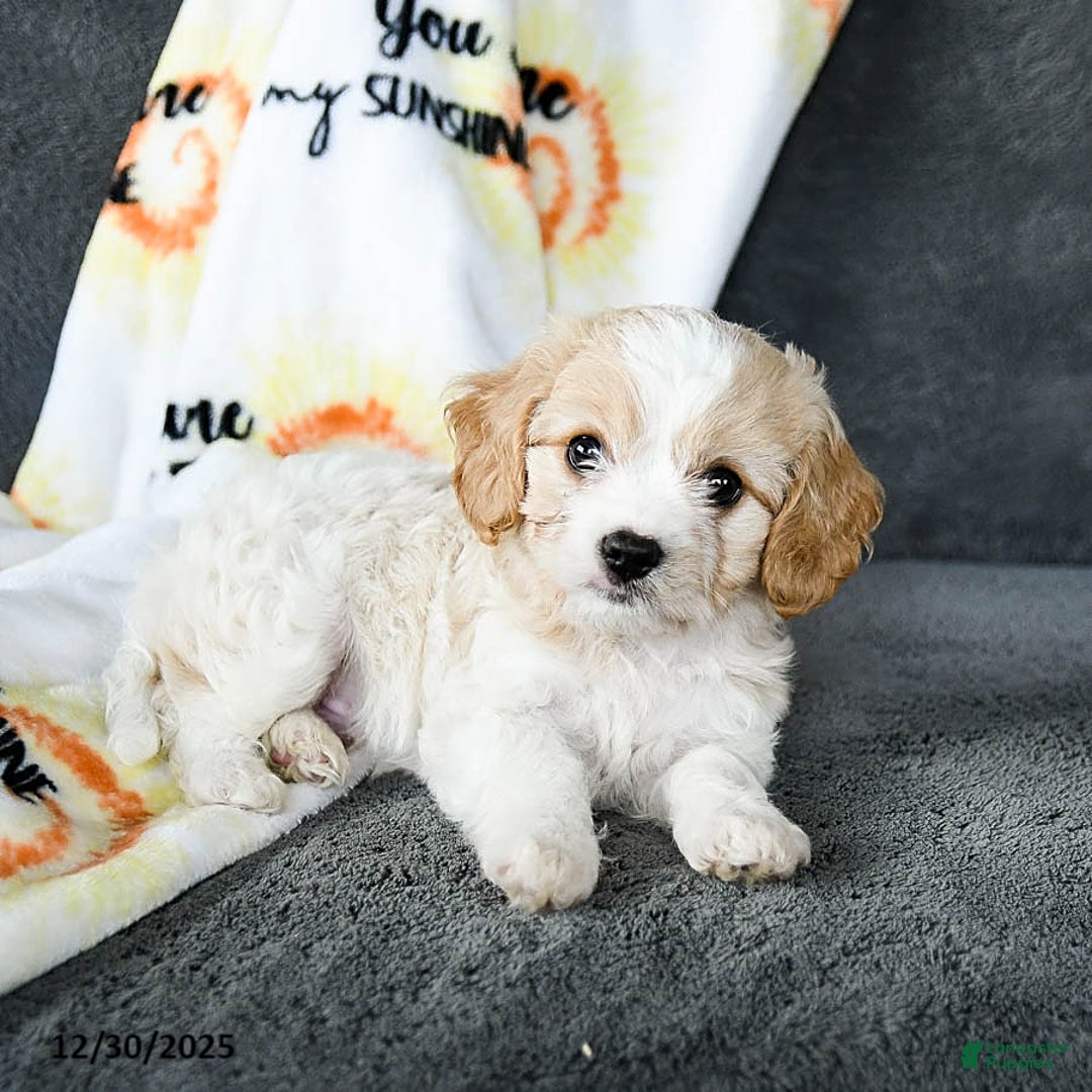 Cavachon dogs for sale: Rex - Ad 4