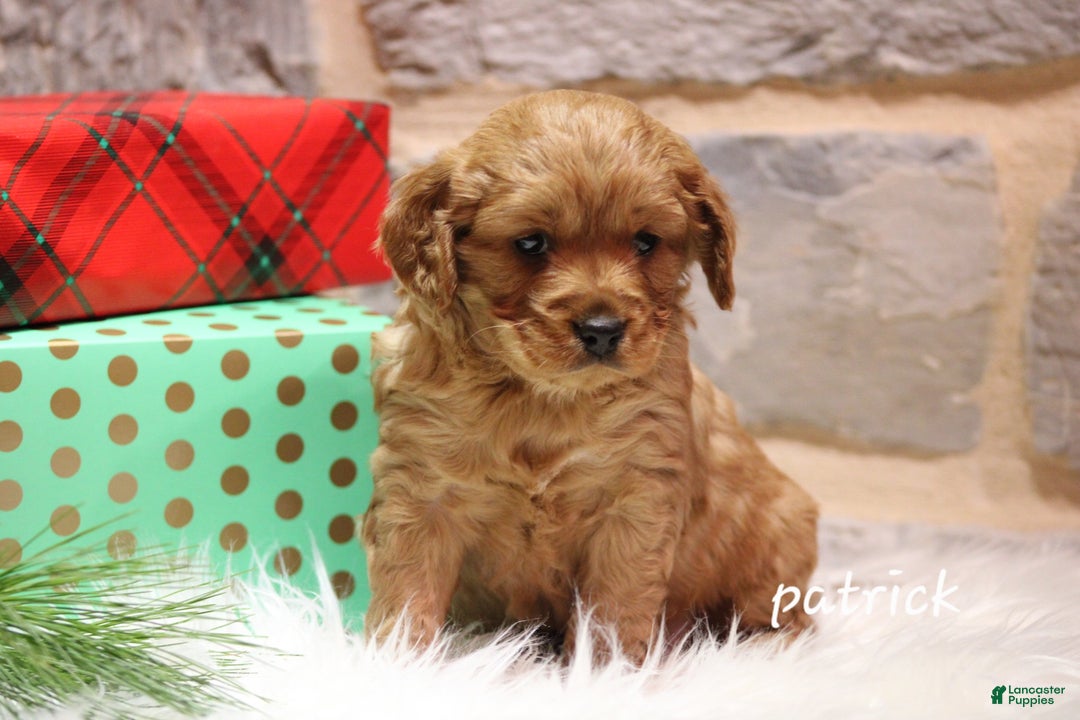Cavapoo dogs for sale: Patrick  - Ad 3