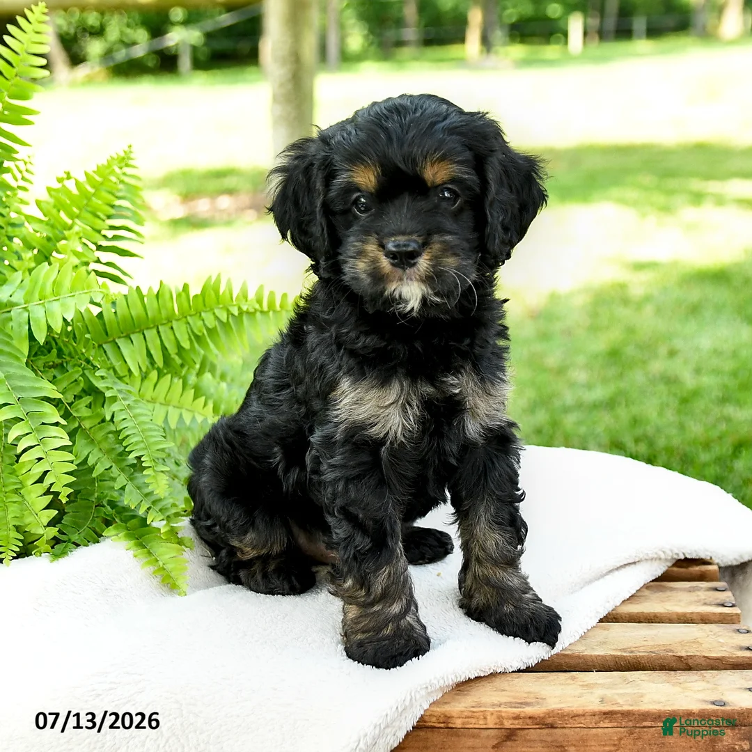Cockalier dogs for sale: Licorice - Ad 2