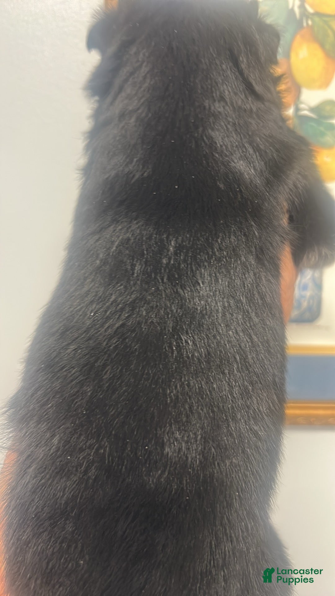 Mixed Breed dogs for sale: Mixed Breed Puppy 1 - Ad 6