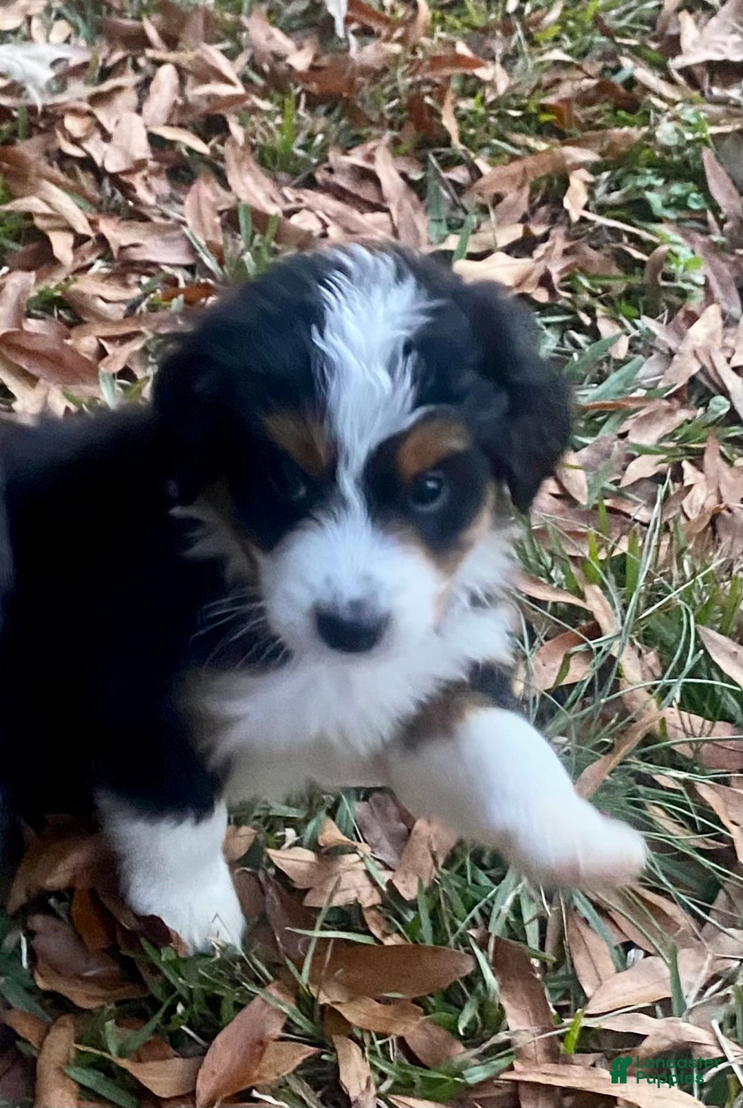 Bernedoodle dogs for sale: Bailey - Ad 2