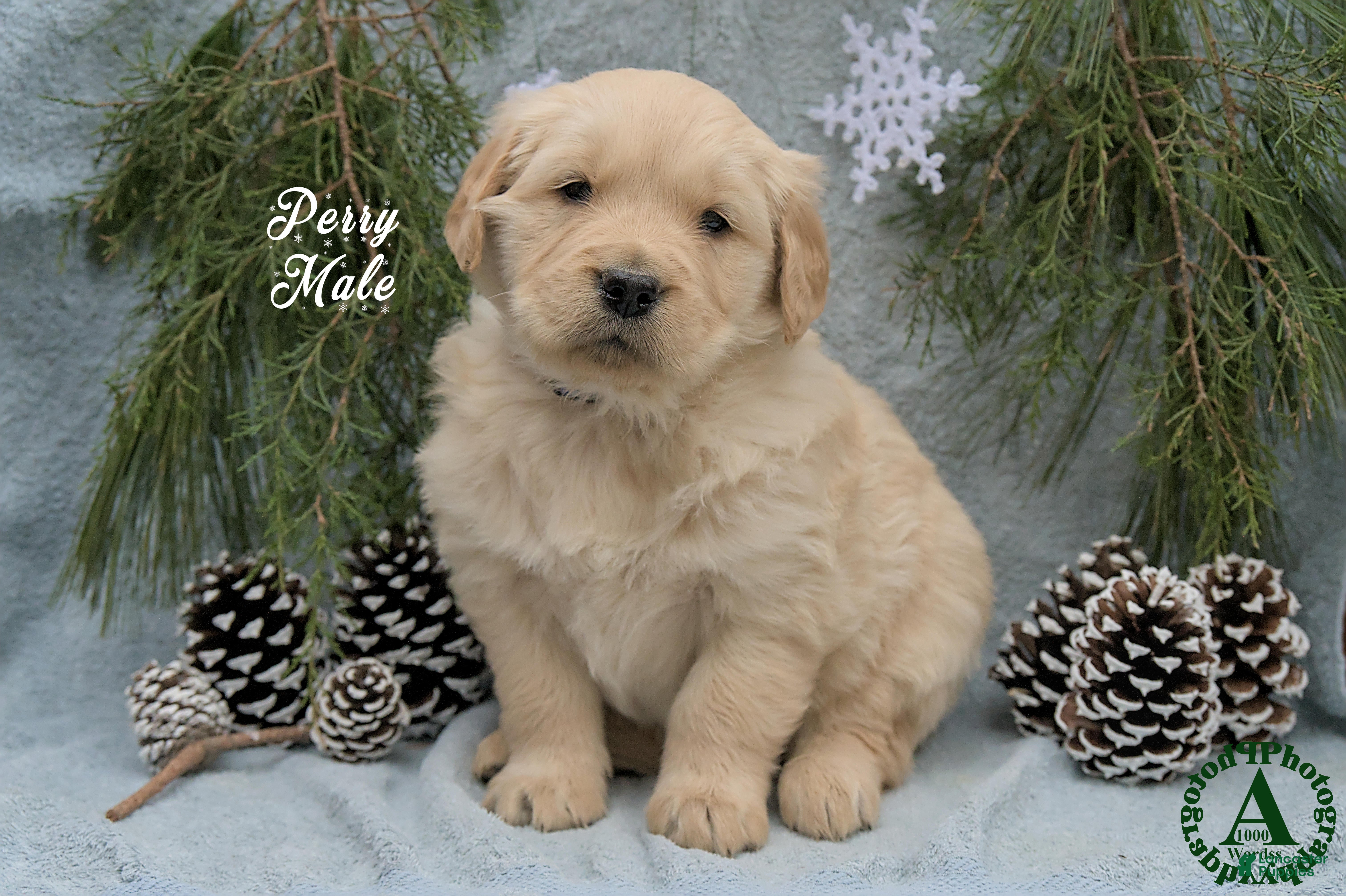 Golden Retriever dogs Perry - Ad 2