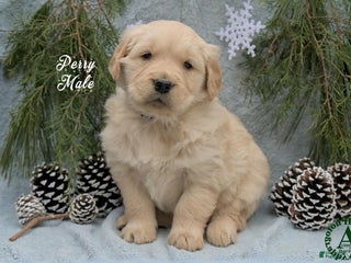 Golden Retriever dogs Perry - Ad 2
