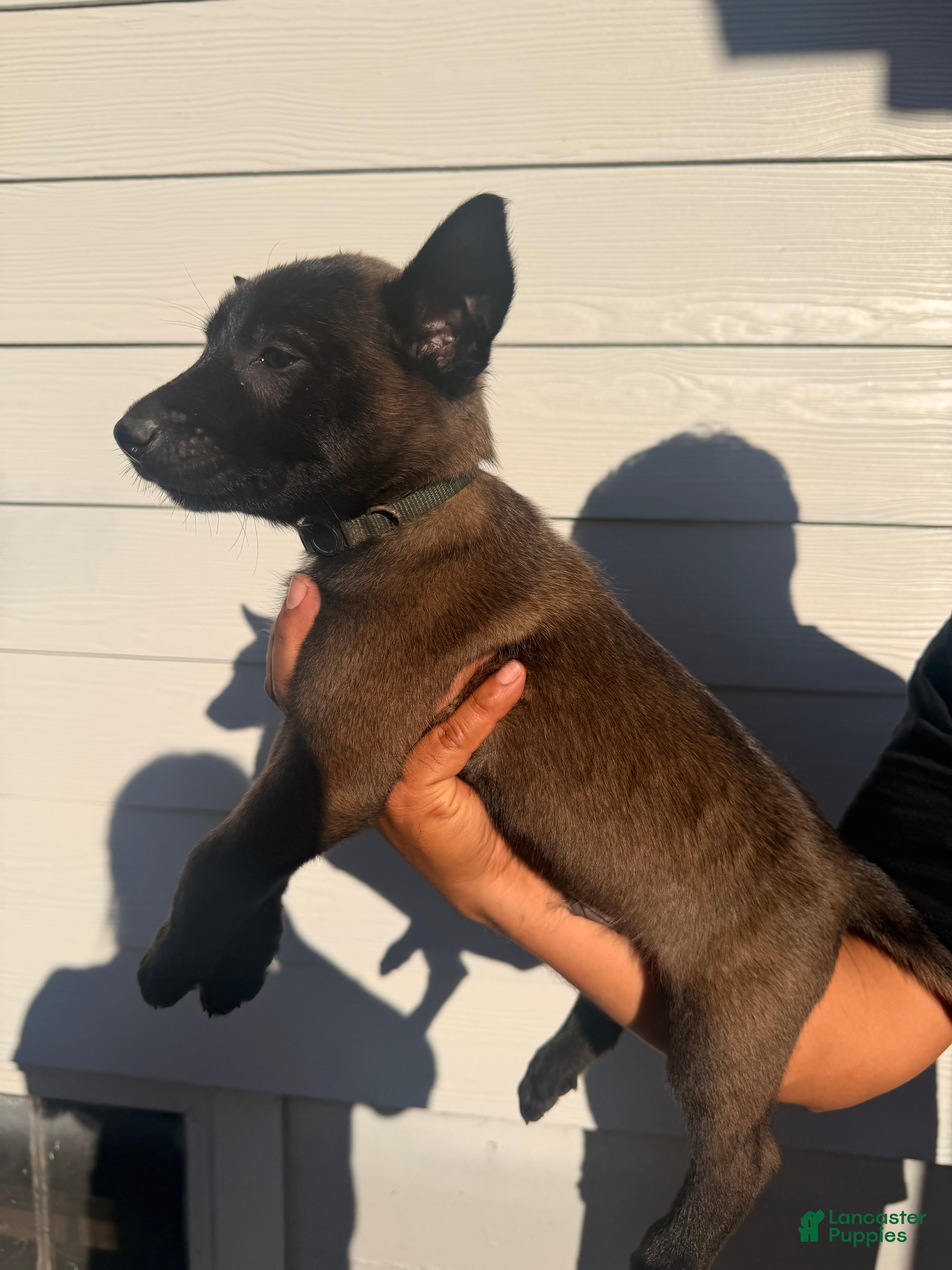 Belgian Malinois dogs for sale: Green collar - Ad 6
