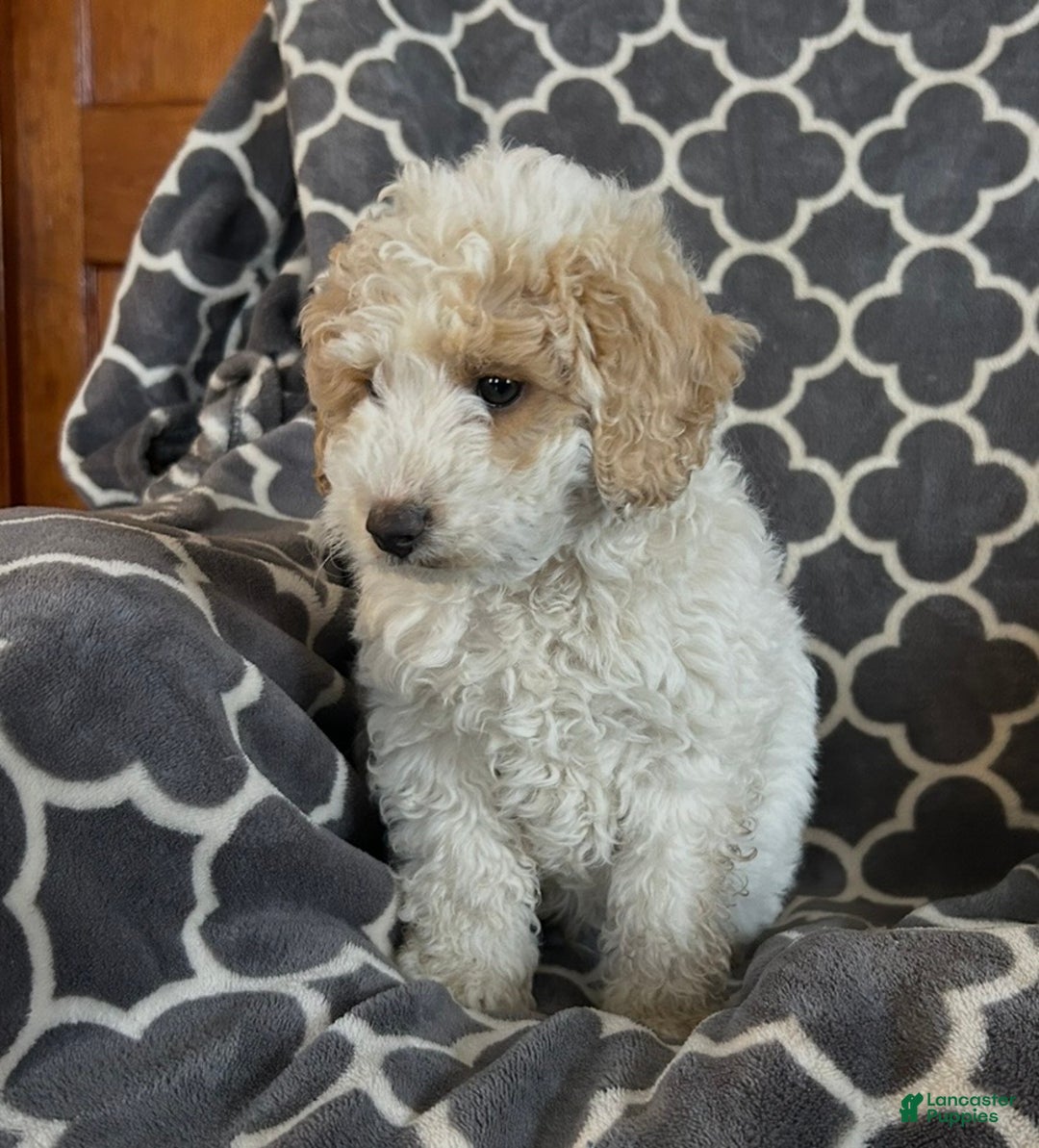 Cockapoo dogs for sale: Cooper - Ad 3