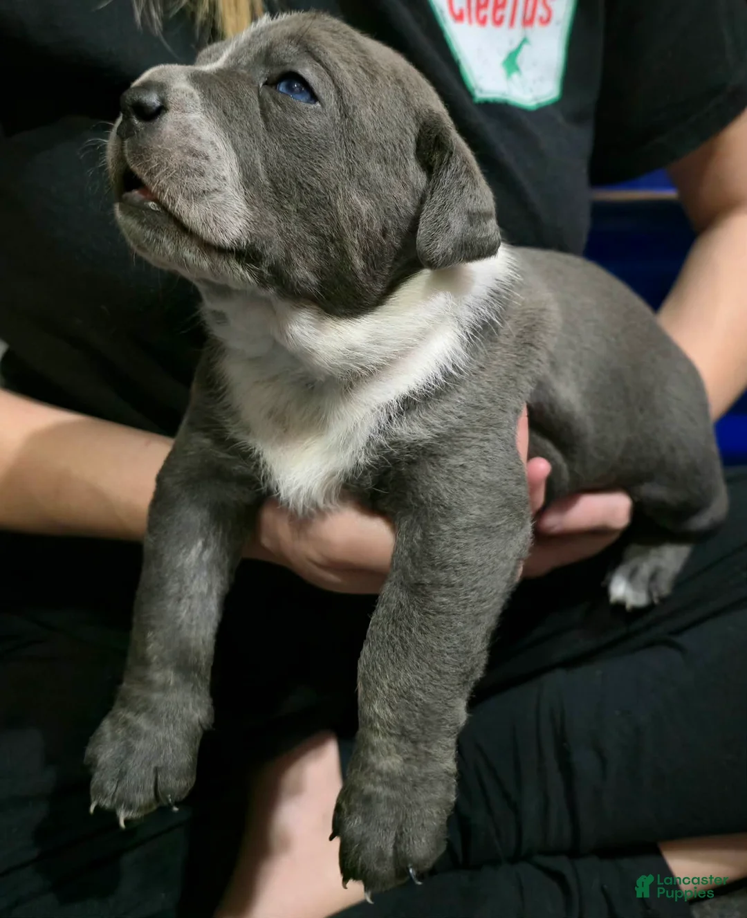 Cane Corso dogs for sale: Bandit - Ad 4