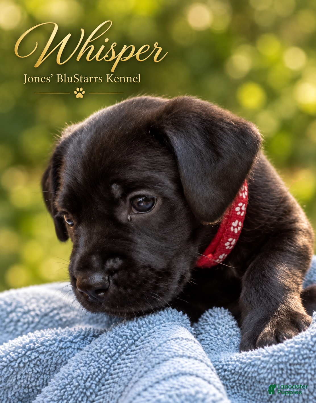 Cane Corso dogs for sale: Whisper  - Ad 2