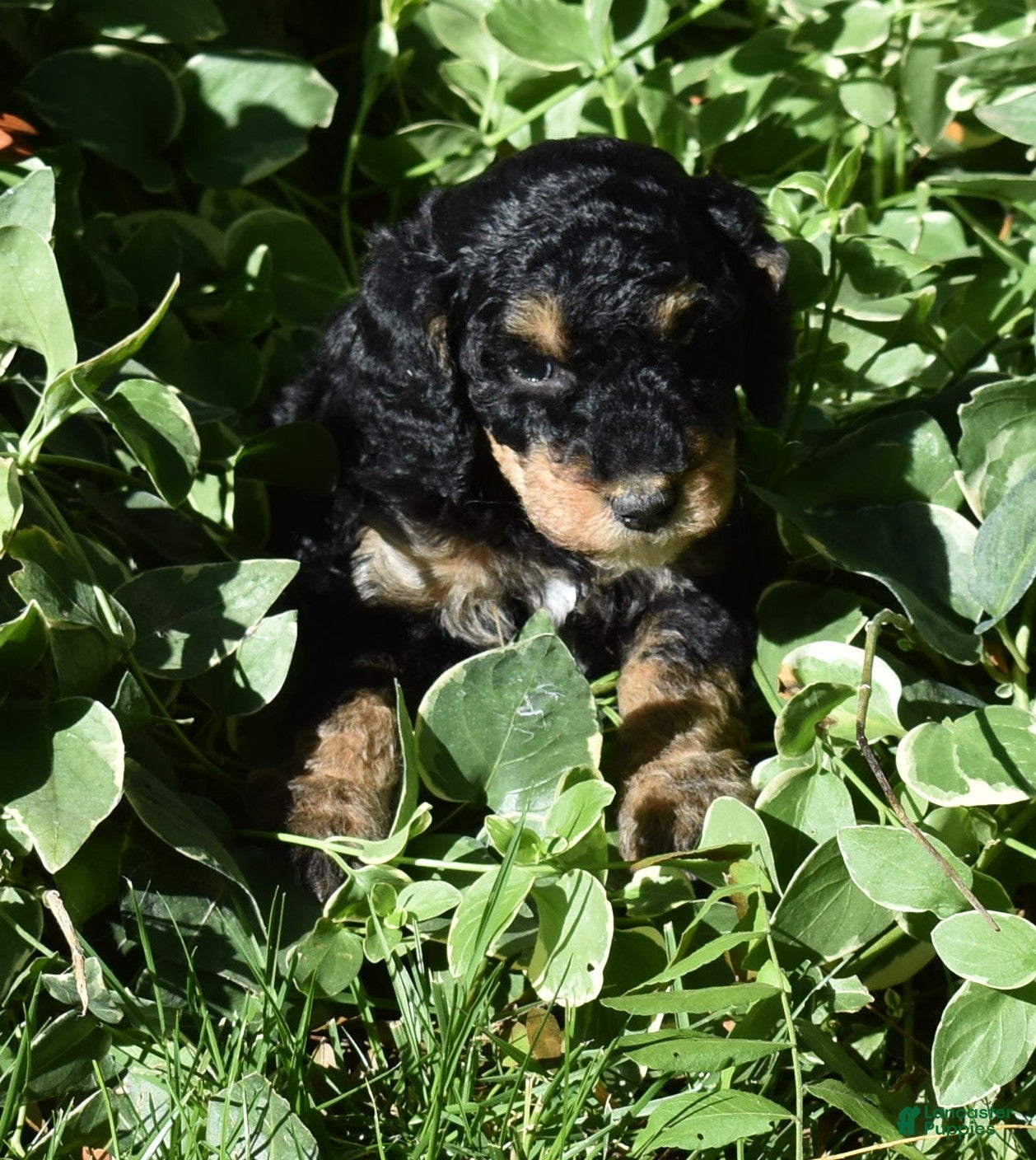 Standard Poodle dogs Standard Poodle 12 Small Black Phantom - Ad 2