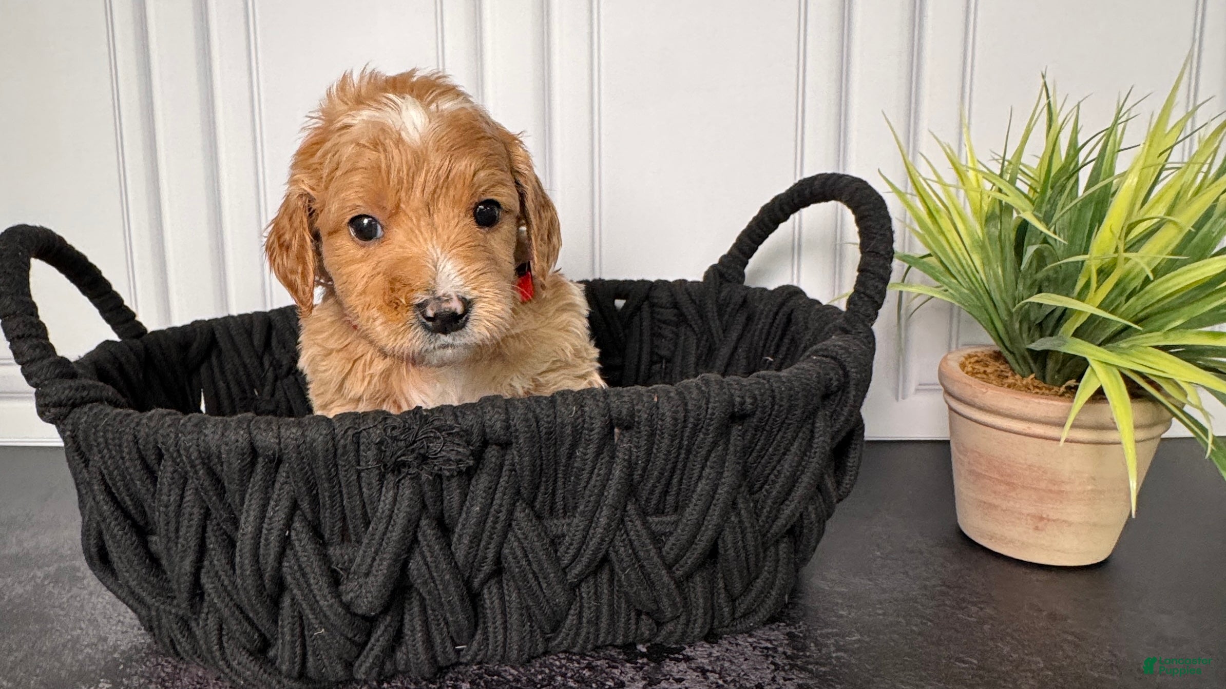 Mini Goldendoodle dogs Winston F One - Ad 7