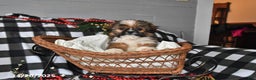 Shih Tzu dogs for sale: Denver - Ad 4