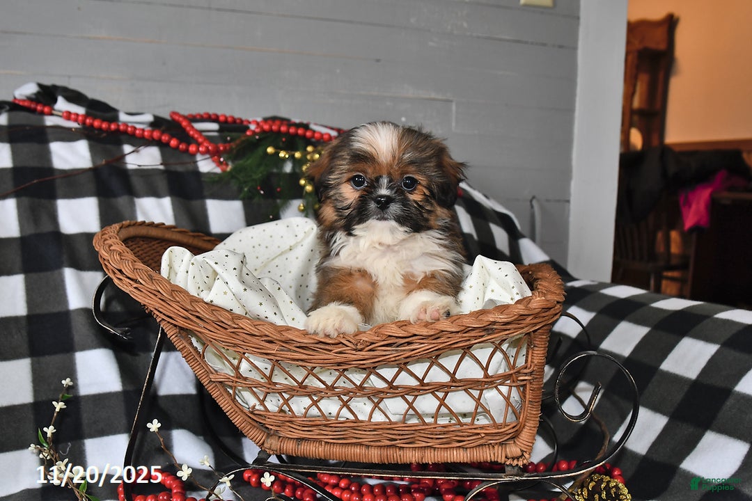 Shih Tzu dogs for sale: Denver - Ad 4