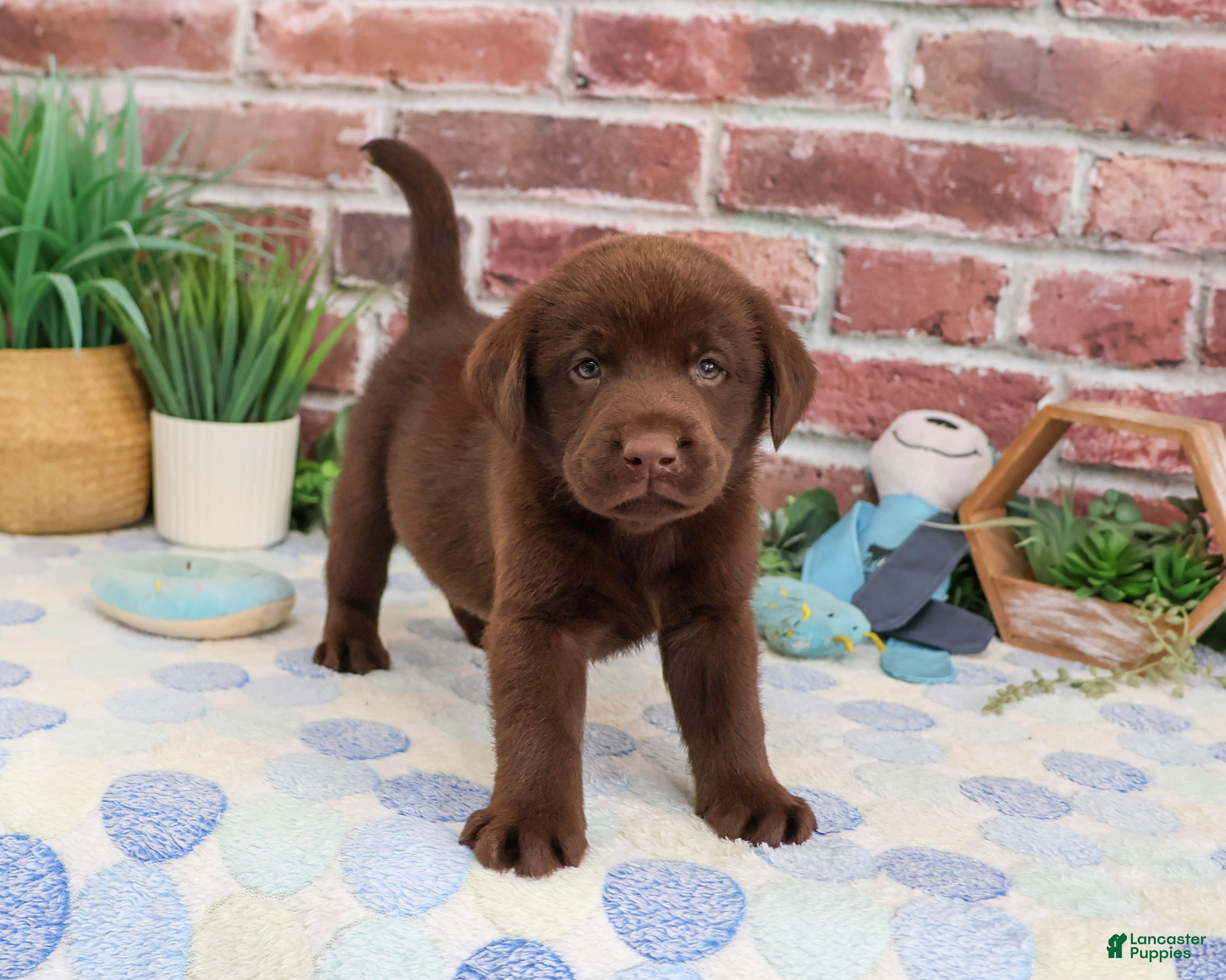 Labrador Retriever dogs Fudge - Ad 17
