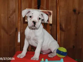 Boxer dogs for sale: Maverick SPECIAL NEEDS - Ad 1