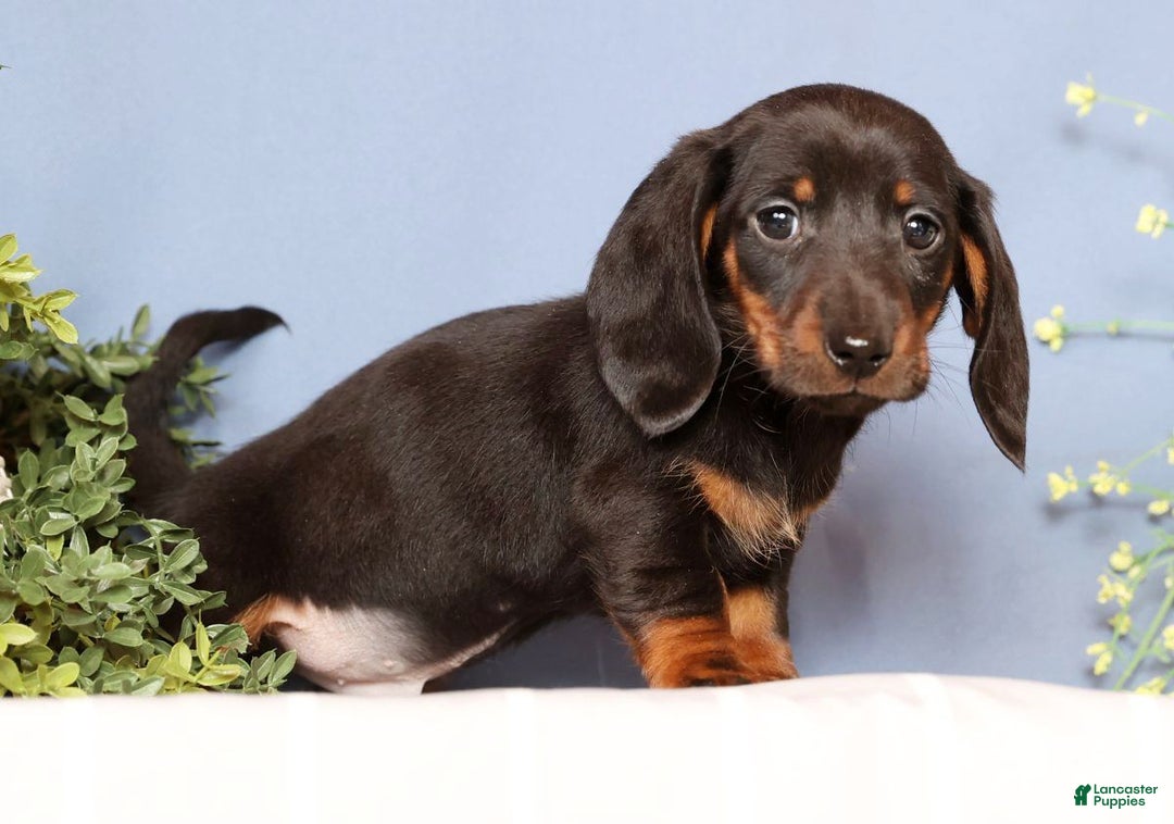 Miniature Dachshund dogs for sale: Phillip - Ad 2