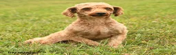 Miniature Poodle dogs for sale: Quintana - Ad 7
