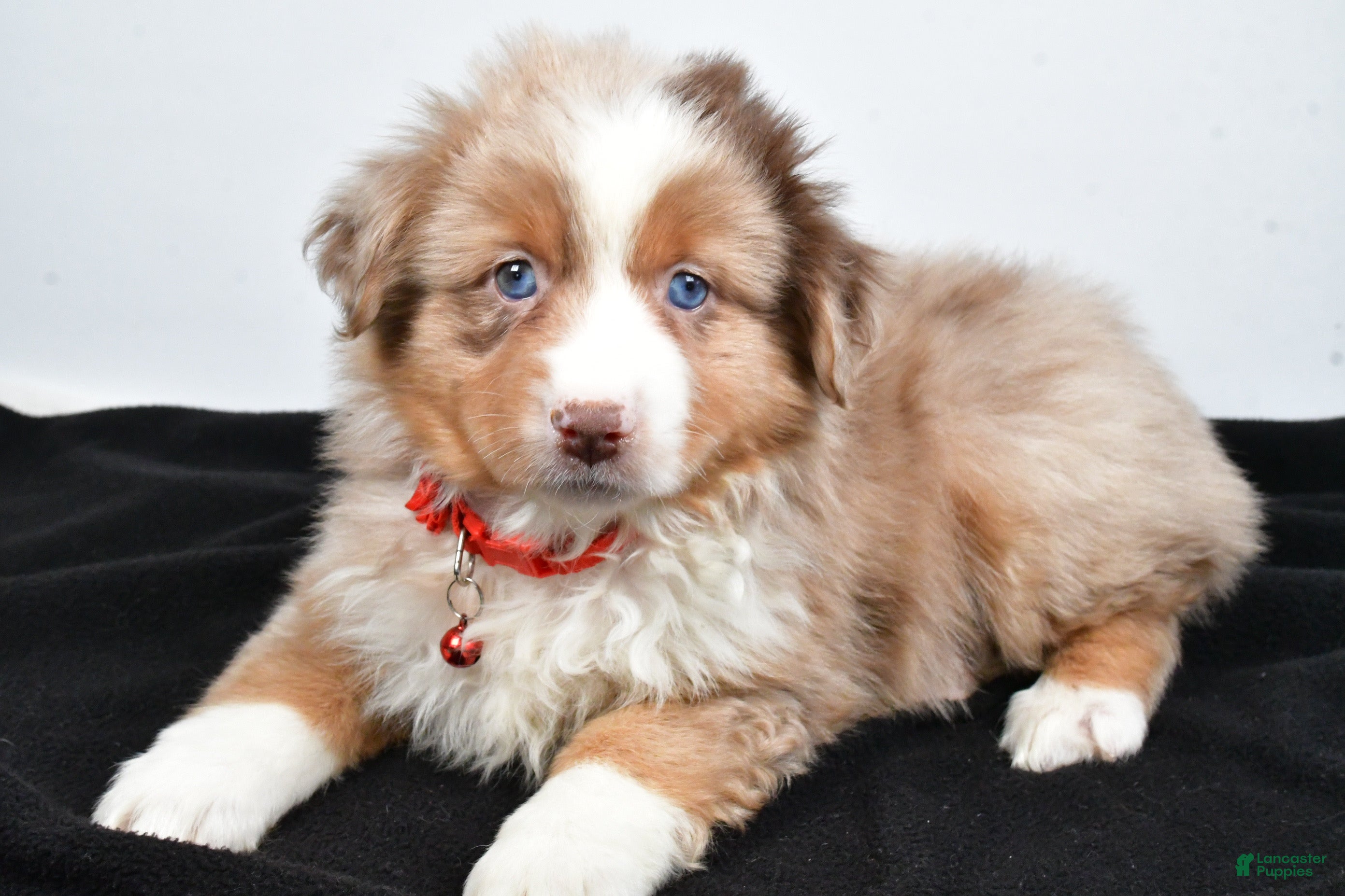 Miniature Australian Shepherd dogs Ruby - Ad 2