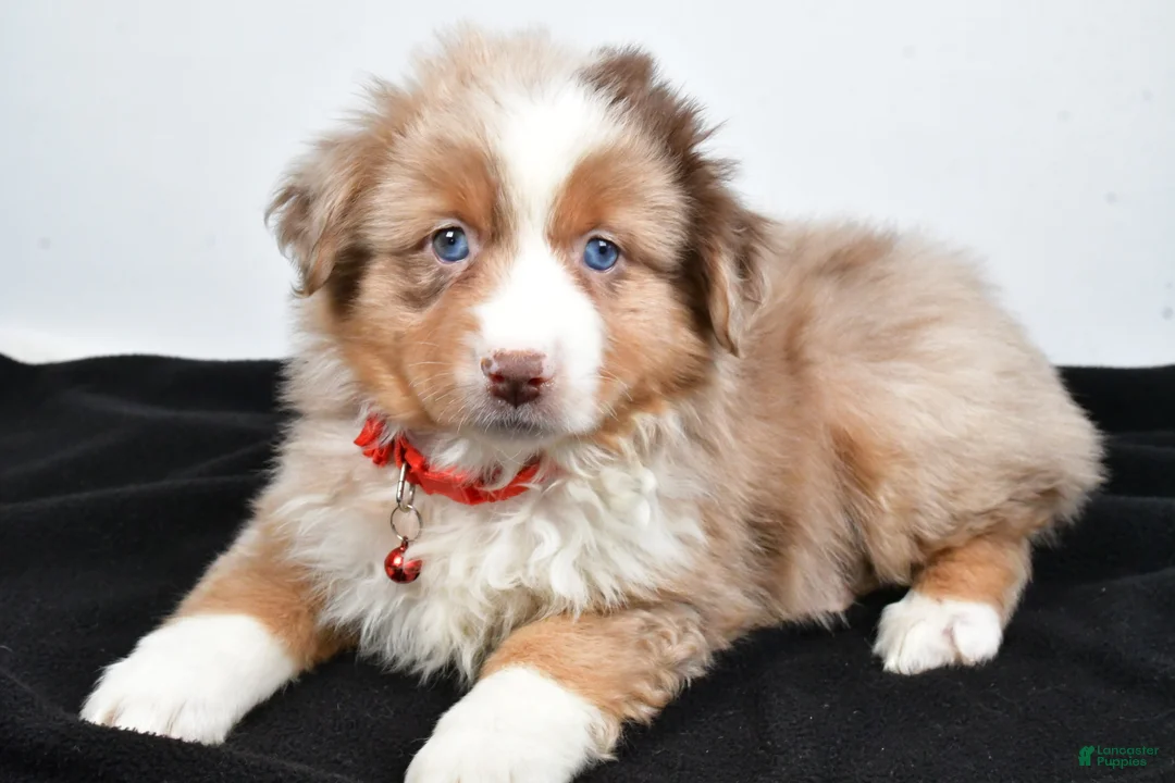 Miniature Australian Shepherd dogs for sale: Ruby - Ad 2
