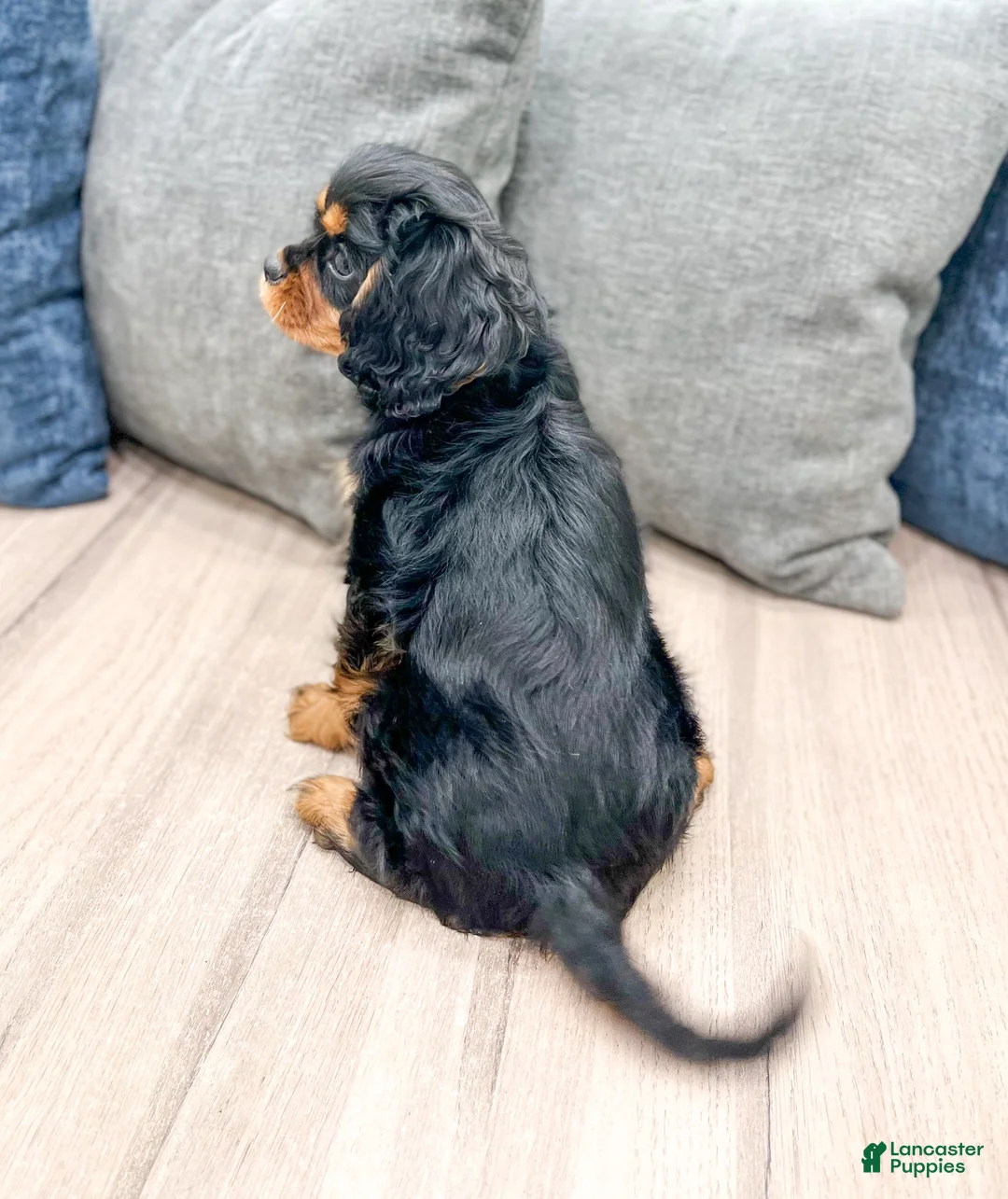 Cavalier King Charles Spaniel dogs for sale: Daisy - Ad 8