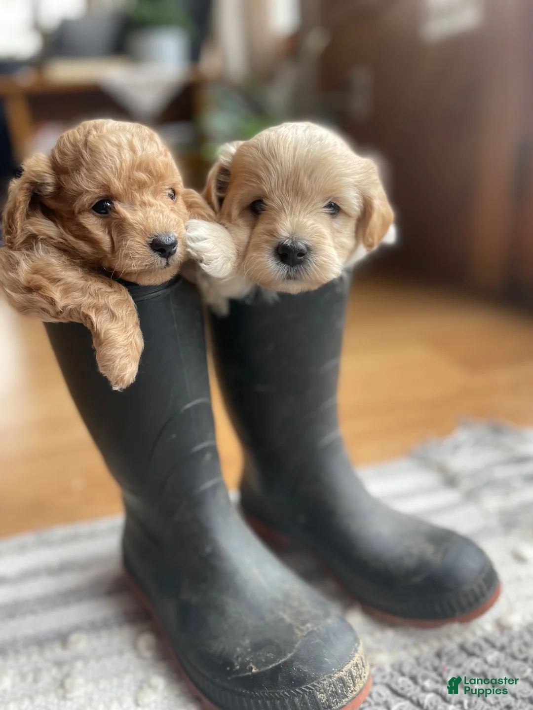 Mini Bernedoodle dogs for sale: Caramel - Ad 8