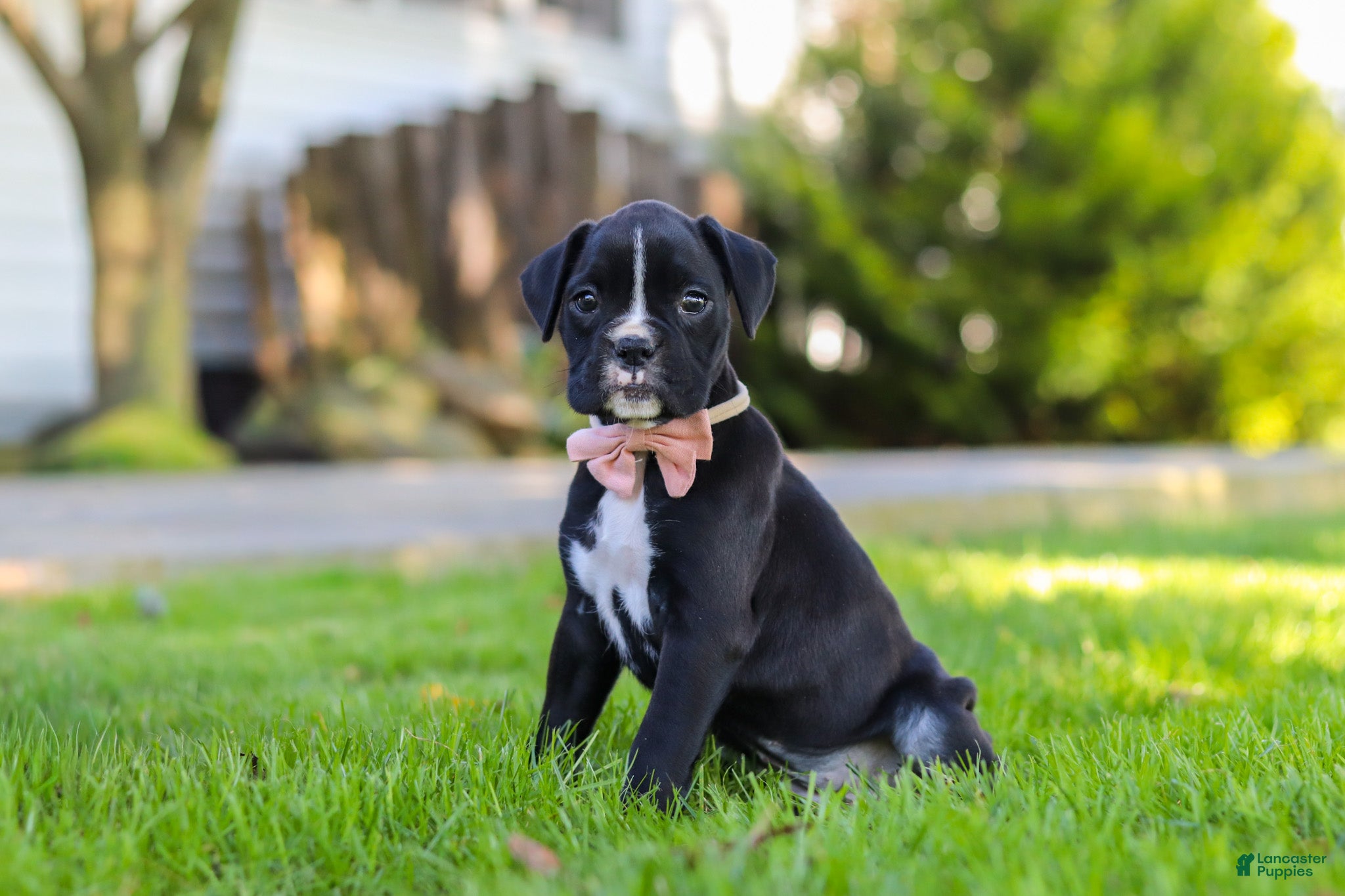 Boxer dogs Bella - Ad 2