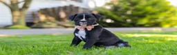 Boxer dogs for sale: Bella - Ad 2