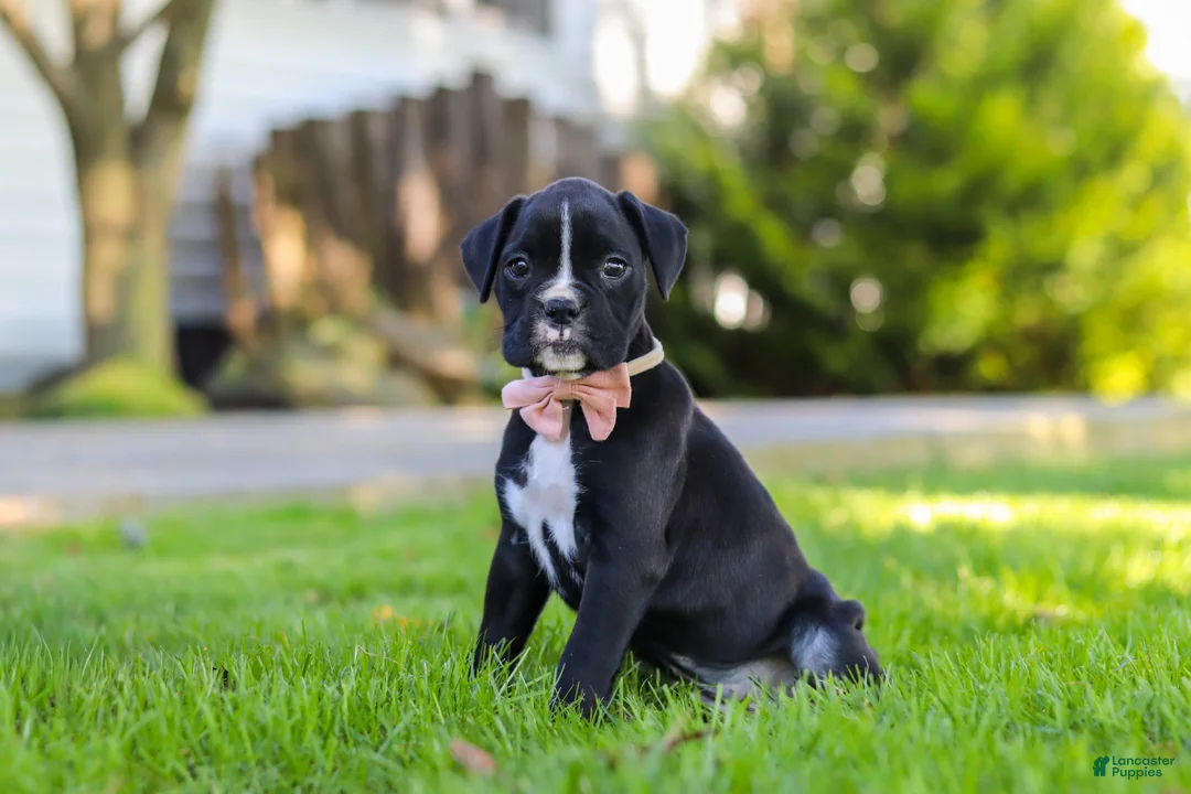 Boxer dogs for sale: Bella - Ad 2