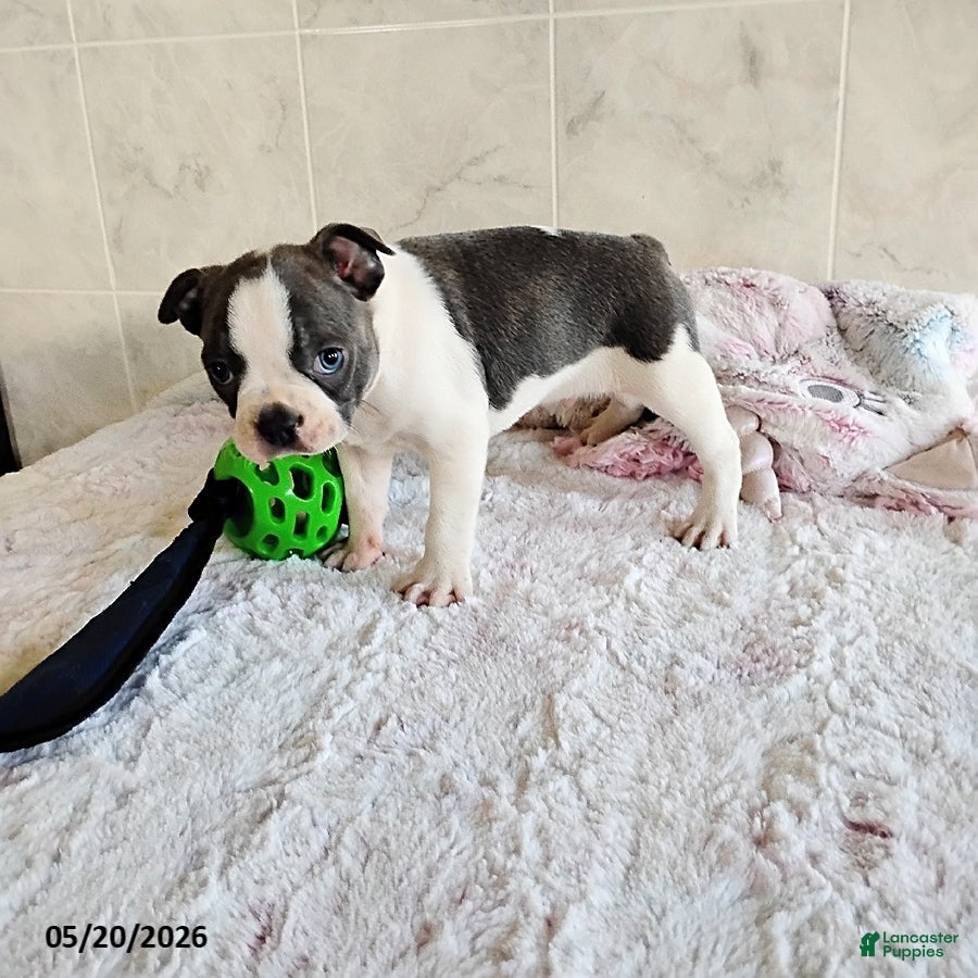 Boston Terrier dogs Robbie - Ad 2