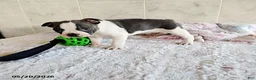 Boston Terrier dogs for sale: Robbie - Ad 2