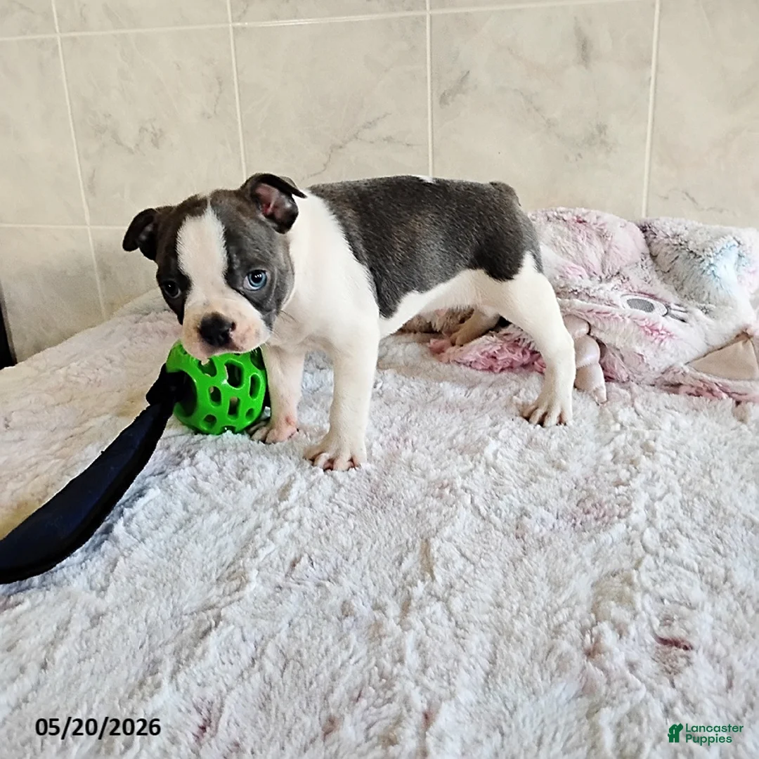 Boston Terrier dogs for sale: Robbie - Ad 2