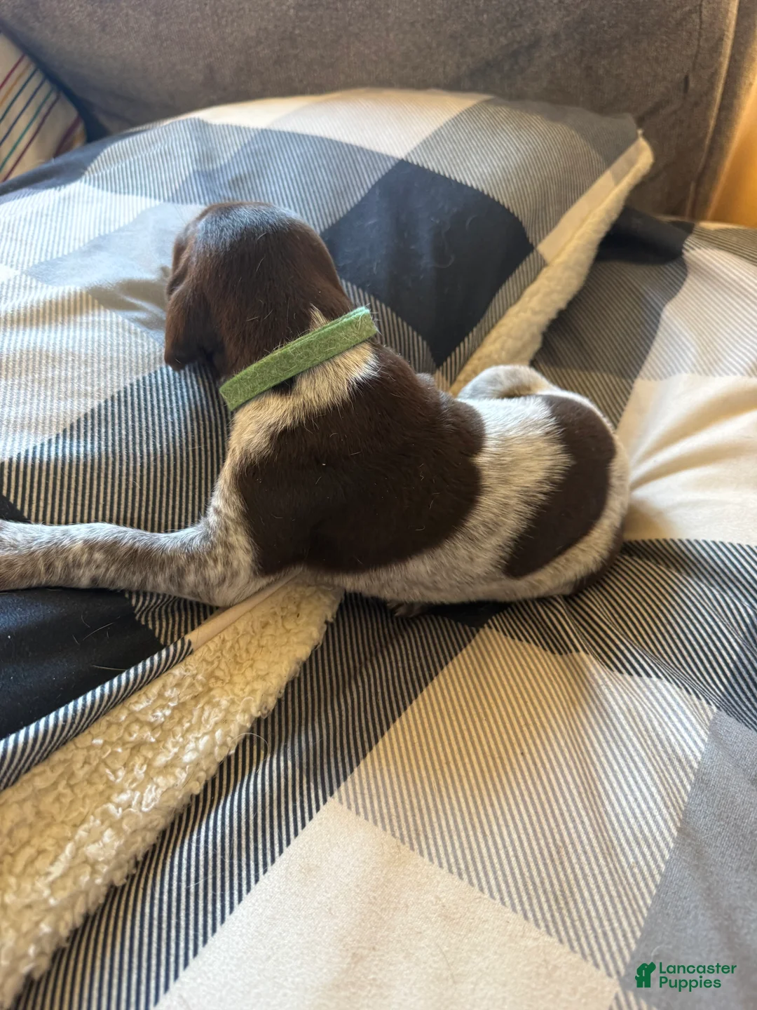 German Shorthaired Pointer dogs for sale: German Shorthaired Pointer Puppy 2 - Ad 2