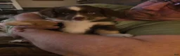 Miniature Australian Shepherd dogs for sale: Miniature Australian Shepherd 1 - Ad 2