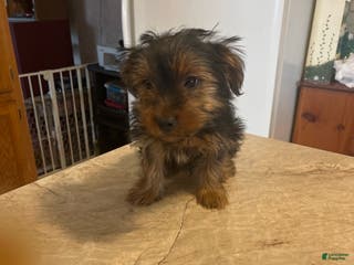 Yorkshire Terrier dogs Yorkshire Terrier Puppy 2 - Ad 3