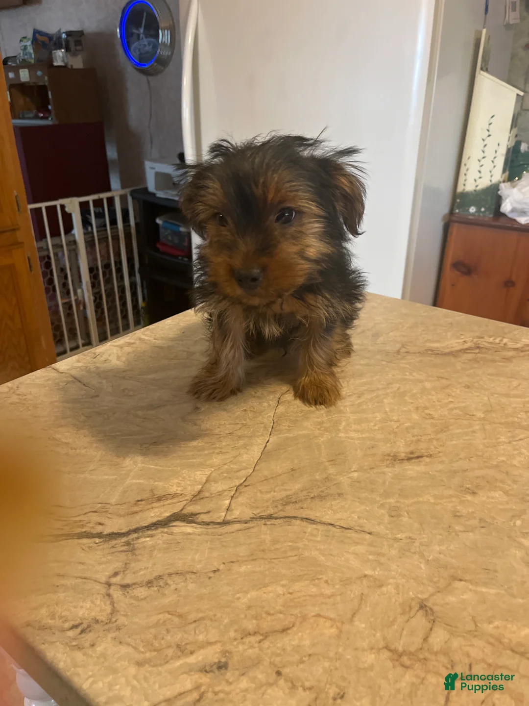 Yorkshire Terrier dogs for sale: Yorkshire Terrier Puppy 2 - Ad 1