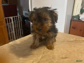 Yorkshire Terrier dogs Yorkshire Terrier Puppy 2 - Ad 42