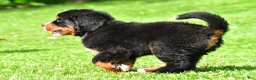 Bernese Mountain Dog dogs for sale: Nora - Ad 8