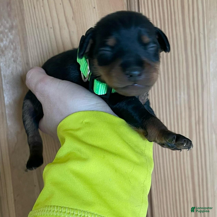 Miniature Pinscher dogs Panda - Ad 1