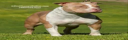 American Bully dogs for sale: American Bully 2 - Ad 18